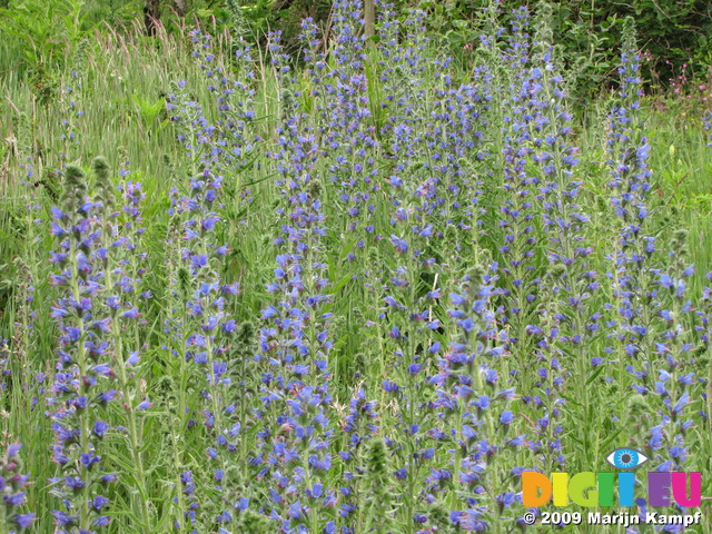 SX06847 Field of Viper's Bugloss (Echium vulgare)